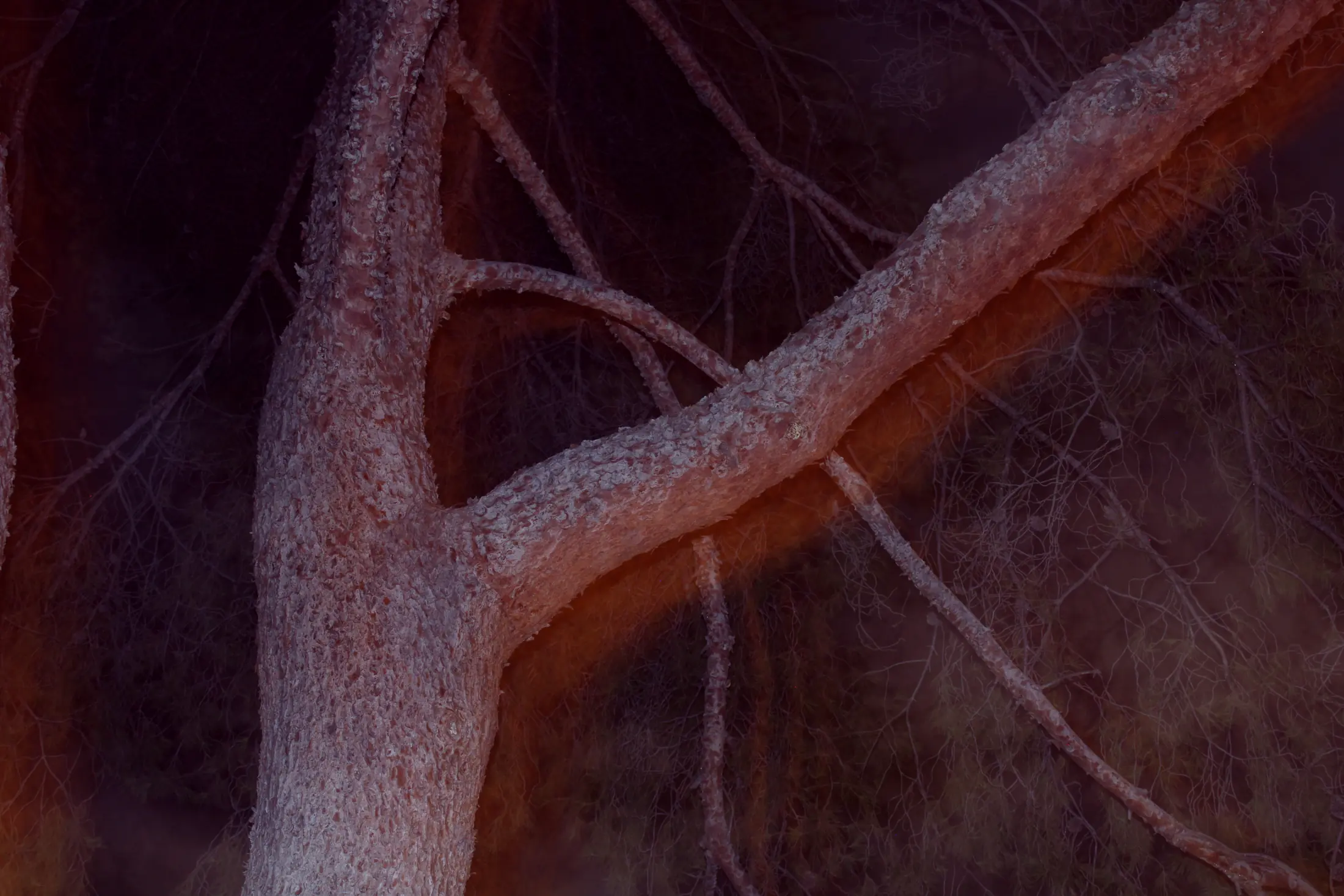 Other Works photograph 5